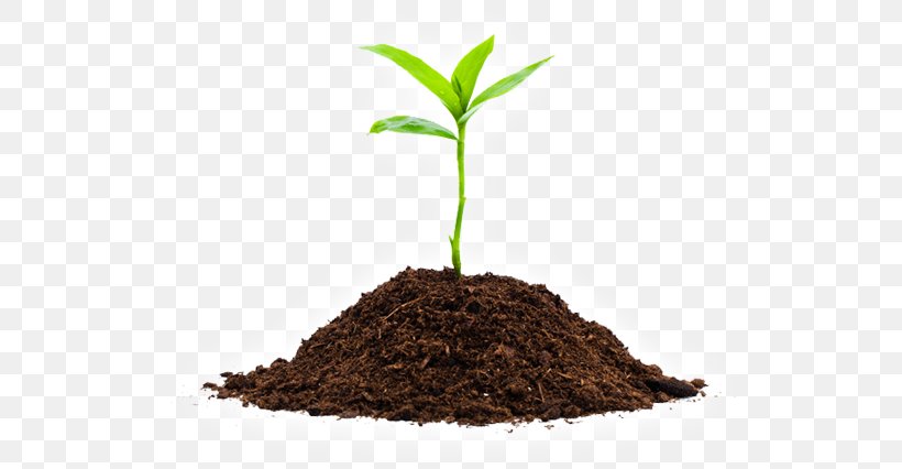 Seedling Soil Sprouting Plants, PNG, 600x426px, Seedling, Agriculture, Bud, Common Sunflower, Compost Download Free