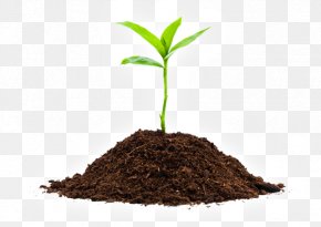 Organic Farming - Seedling Soil Sprouting Plants PNG