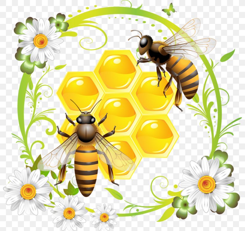 Western Honey Bee Honeycomb Clip Art, PNG, 800x773px, Bee, Arthropod, Bee Pollen, Beehive, Bumblebee Download Free