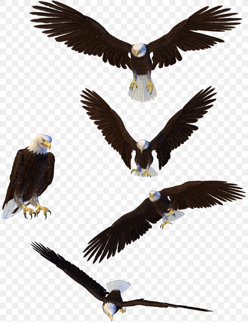 Bald Eagle Clip Art, PNG, 1187x1541px, Bald Eagle, Accipitriformes, Beak, Bird, Bird Of Prey Download Free