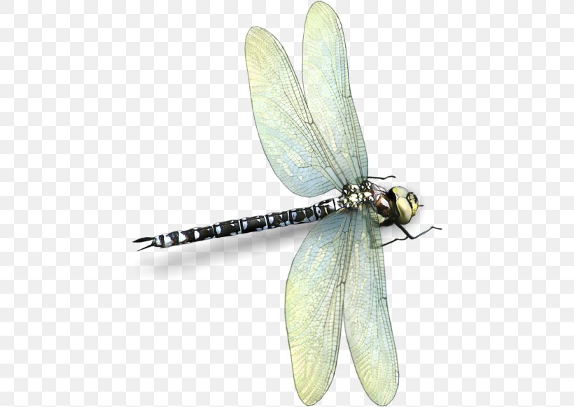 Dragonfly Insect Photography Clip Art, PNG, 446x582px, Dragonfly, Animal, Arthropod, Bee, Dragonflies And Damseflies Download Free