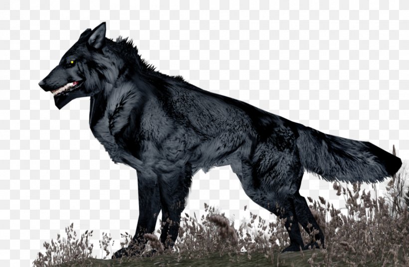 Gray Wolf Fauna Fur Snout, PNG, 1105x722px, Gray Wolf, Dog Like Mammal, Fauna, Fur, Snout Download Free