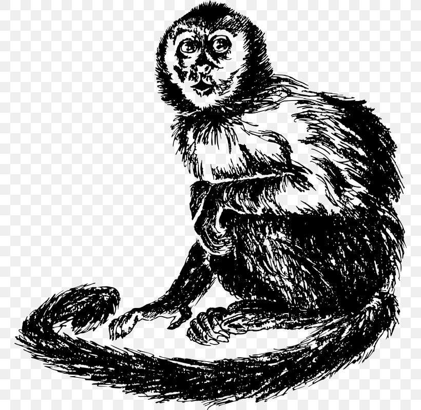Cat Capuchin Monkey South America Drawing, PNG, 764x800px, Cat, Animal, Beak, Bird, Black And White Download Free