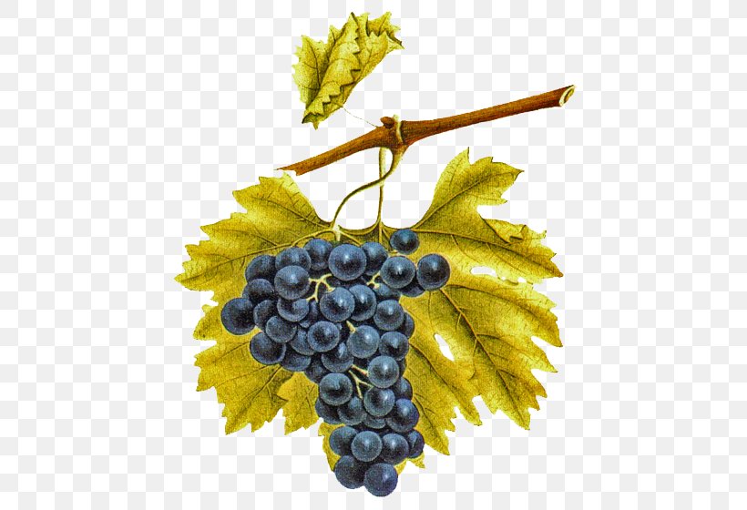 Common Grape Vine Eau De Vie Vigne Emparrado, PNG, 560x560px, Grape, Bacelo, Common Grape Vine, Drawing, Eau De Vie Download Free