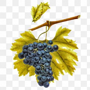 Grape - Common Grape Vine Eau De Vie Vigne Emparrado PNG