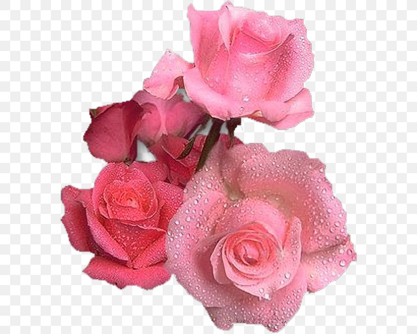 Garden Roses Pink Flower Birthday, PNG, 584x656px, Garden Roses, Artificial Flower, Birthday, Color, Cut Flowers Download Free