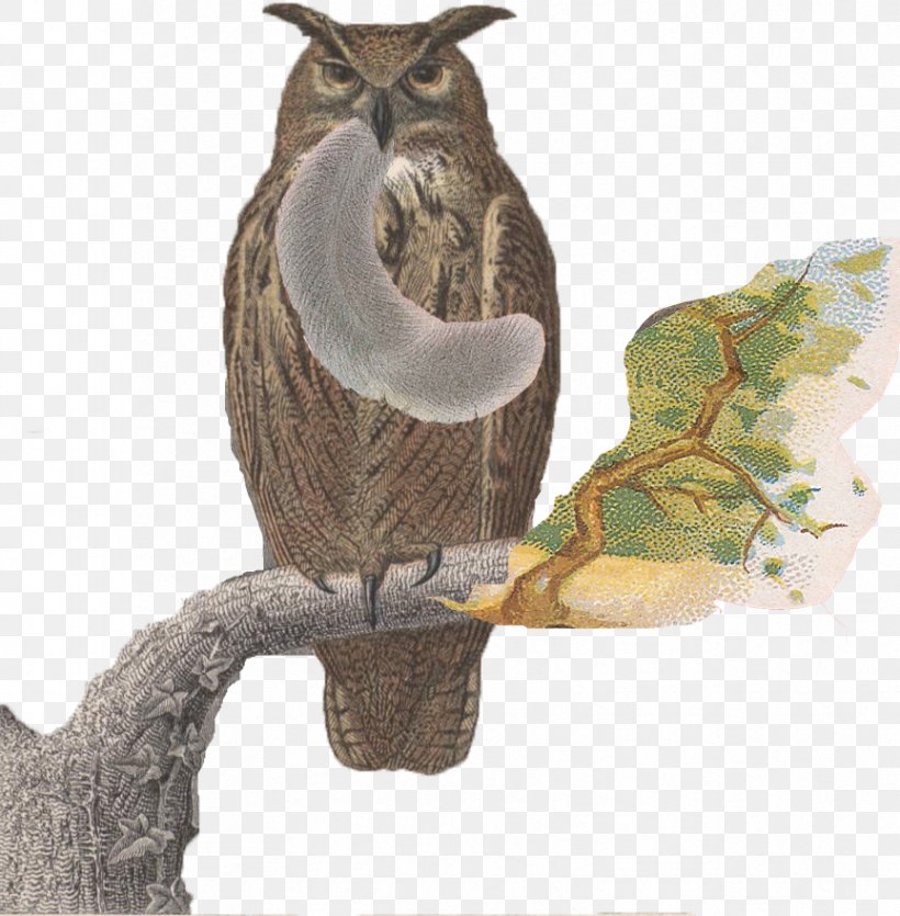 Owl Bird Of Prey Fashion Squirrel, PNG, 864x880px, Owl, Animal, Beak, Bird, Bird Of Prey Download Free
