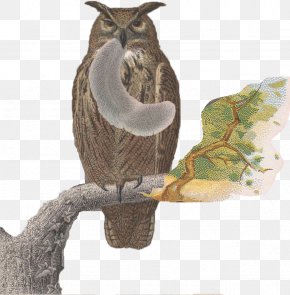 Squirrel - Owl Bird Of Prey Fashion Squirrel PNG