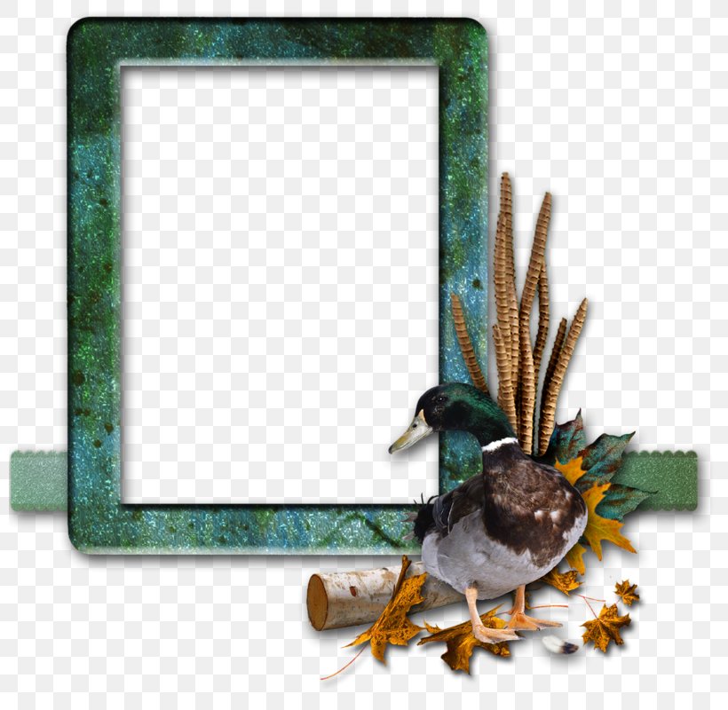 Picture Frames Photography, PNG, 800x800px, Picture Frames, Beak, Bird, Blog, Drawing Download Free