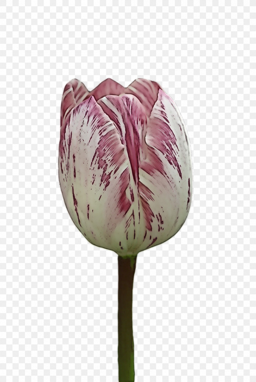 Plant Stem Tulip Lilies Petal Flower, PNG, 1200x1786px, Plant Stem, Biology, Flower, Lilies, Lily Download Free