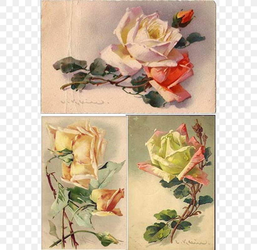 Garden Roses Decoupage Paper Floral Design Flower, PNG, 800x800px, Garden Roses, Antique, Art, Artificial Flower, Cabbage Rose Download Free