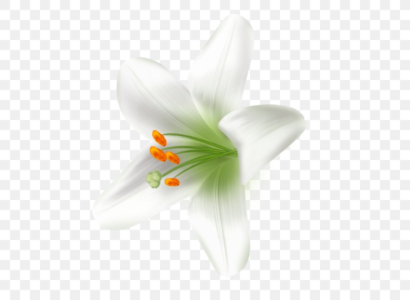 White Lily Image JPEG, PNG, 600x600px, White, Black, Color, Flower, Flowering Plant Download Free