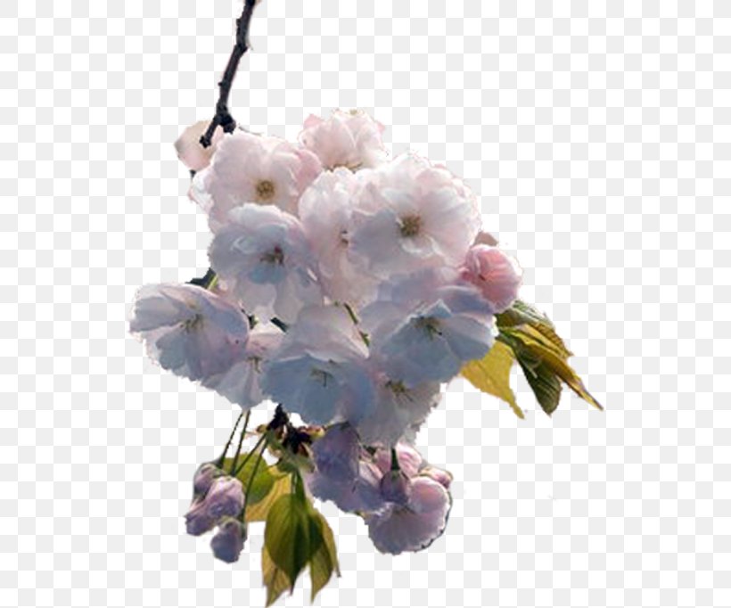 Cut Flowers Garden Spring Clip Art, PNG, 537x682px, Flower, Blossom, Branch, Cerasus, Cherry Blossom Download Free