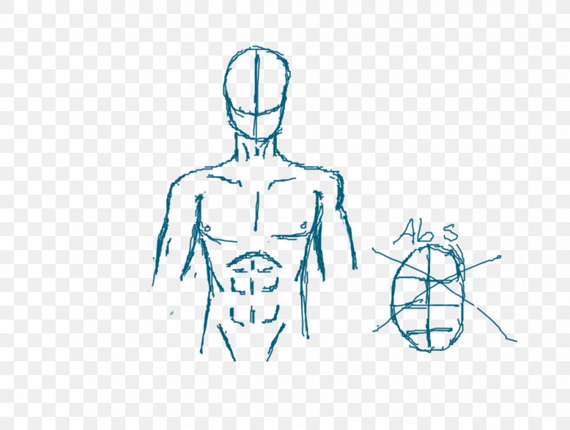 Drawing Diagram Rectus Abdominis Muscle Png 1028x777px