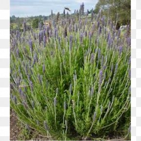 Rose Myrtle - English Lavender Lavandula Dentata French Lavender Lavandula Multifida Lavandula Pinnata PNG