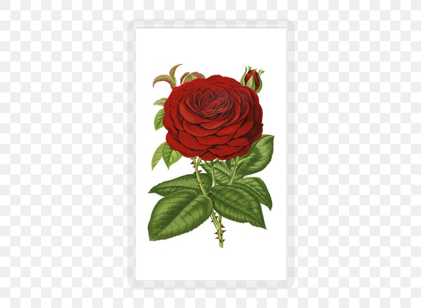 Garden Roses Flower Clip Art, PNG, 600x600px, Rose, Antique, Blue Rose, Cut Flowers, Digital Image Download Free