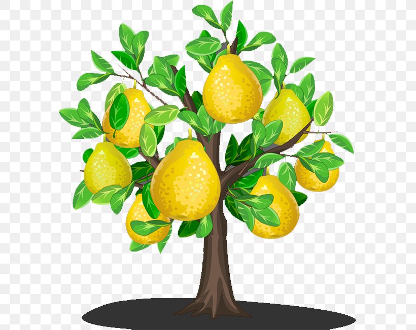 Lemon Asian Pear U9999u68a8u5bbeu9986, PNG, 588x651px, Lemon, Asian Pear, Auglis, Citron, Citrus Download Free