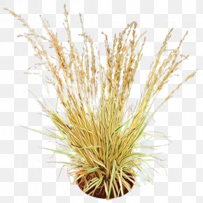 Aquarium Decor Grass Family - Palm Tree Background PNG