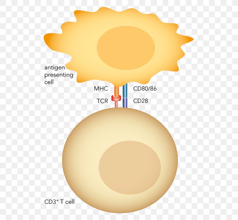 Streptamer T Cell Monoclonal Antibody Polyclonal Antibodies, PNG, 539x758px, T Cell, Antibody, Cell, Cloning, Monoclonal Antibody Download Free