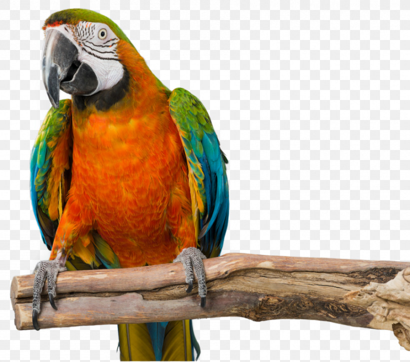 Bird Macaw Parrot Beak Parakeet, PNG, 897x792px, Bird, Beak, Macaw, Parakeet, Parrot Download Free