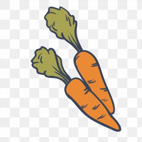 Vector Carrot - Drawing Carrot Vegetable Food PNG