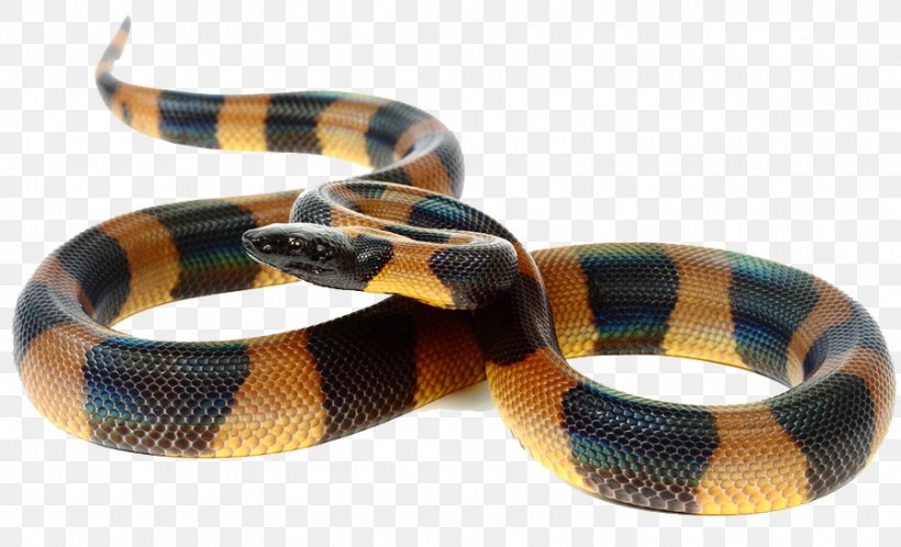 Grass Snake Bismarck Ringed Python, PNG, 896x545px, Snake, Bangle, Fashion Accessory, Grass Snake, Jewellery Download Free