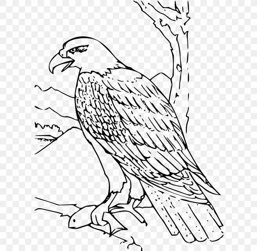 Bald Eagle Coloring Book Golden Eagle Harpy Eagle, PNG, 615x800px, Bald Eagle, Adult, Animal, Art, Beak Download Free