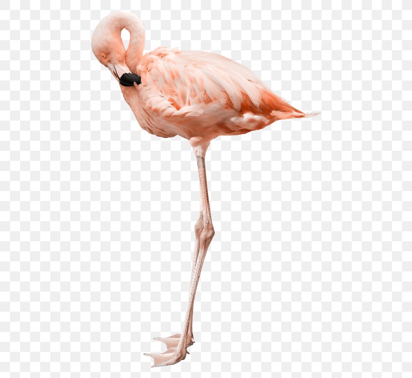 Flamingo Bird, PNG, 500x752px, Flamingo, Beak, Bird, Drawing, Fauna Download Free