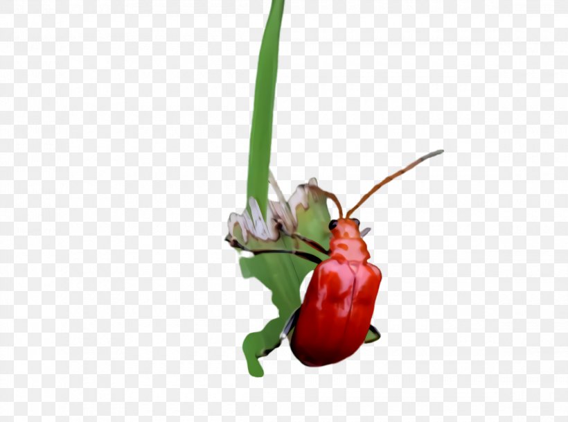 Plant Insect Pest Flower Vegetable, PNG, 2320x1724px, Plant, Flower, Flowering Plant, Insect, Pest Download Free