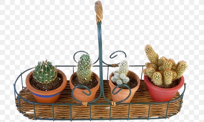 San Pedro Cactus Thorns, Spines, And Prickles Plants Amphibian, PNG, 716x489px, Cactus, Amphibian, Caryophyllales, Flowering Plant, Flowerpot Download Free