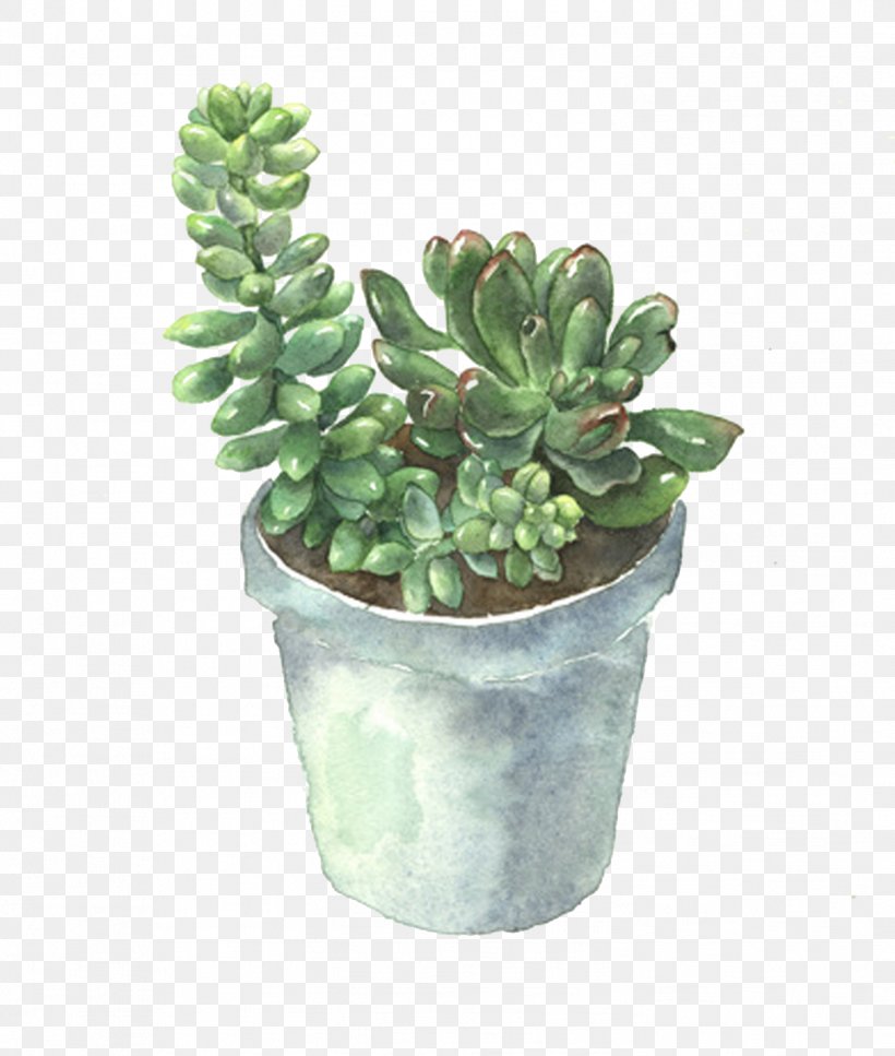 Succulent Plant Flowerpot Cactaceae, PNG, 1502x1772px, Succulent Plant, Agave, Cactaceae, Flower, Flowerpot Download Free
