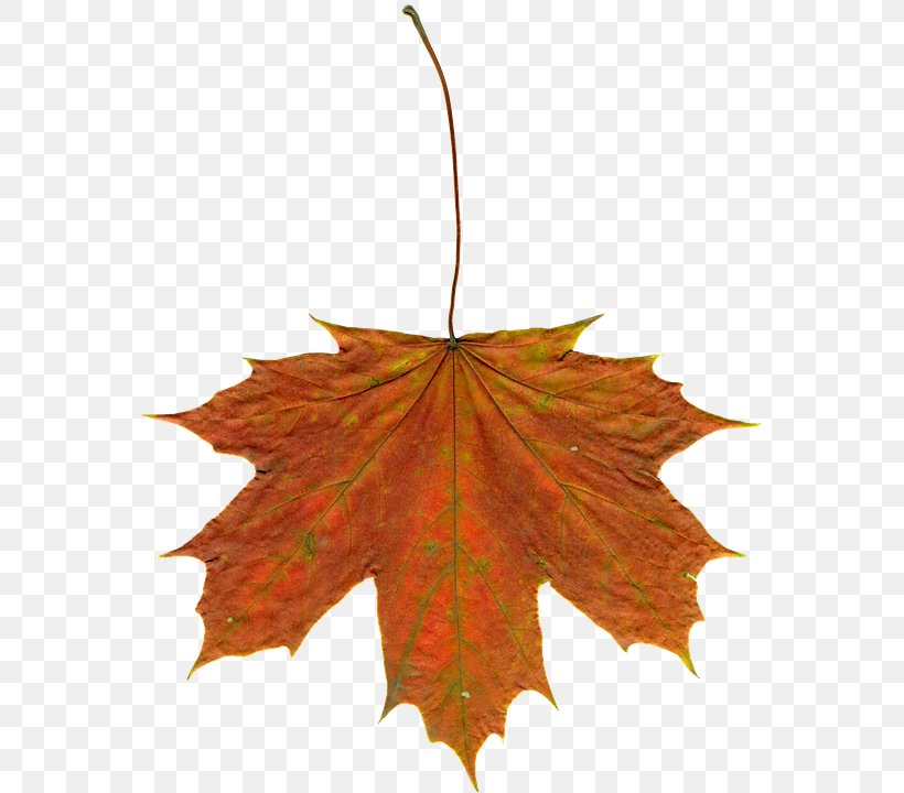 Autumn Leaf Color Maple Leaf Clip Art, PNG, 561x720px, Autumn, Autumn Leaf Color, Autumn Leaves, Leaf, Maple Leaf Download Free