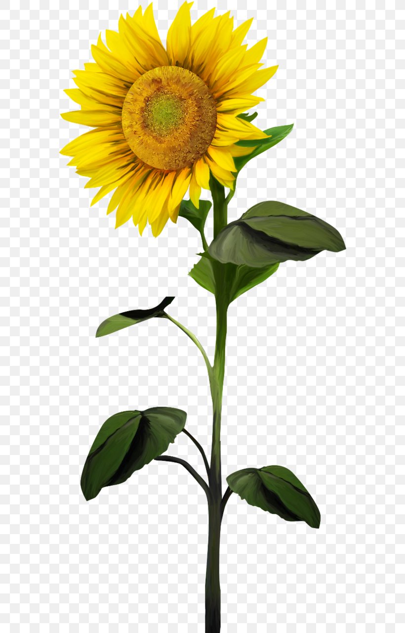 Common Sunflower Plant Clip Art, PNG, 582x1280px, Common Sunflower, Annual Plant, Cut Flowers, Daisy Family, Flower Download Free