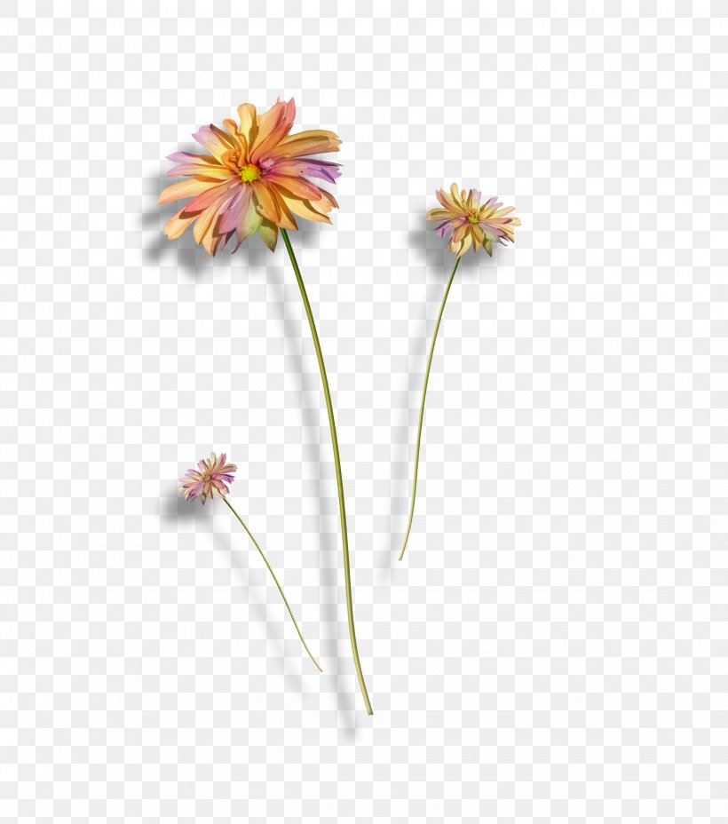 Cut Flowers Transvaal Daisy Daisy Family Plant, PNG, 2250x2549px, Flower, Common Daisy, Cut Flowers, Daisy, Daisy Family Download Free