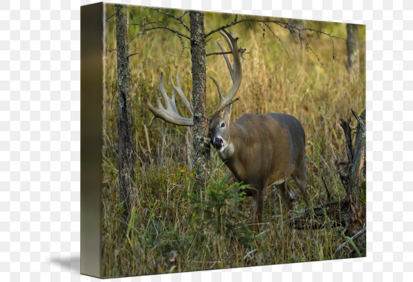 Elk White-tailed Deer Reindeer Nature Reserve, PNG, 650x560px, Elk, Animal, Antler, Deer, Fauna Download Free