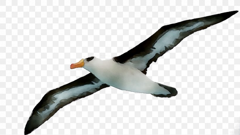 Penguin Albatross Fauna Gannets Beak, PNG, 1237x696px, Penguin, Albatross, Animal Figure, Beak, Bird Download Free
