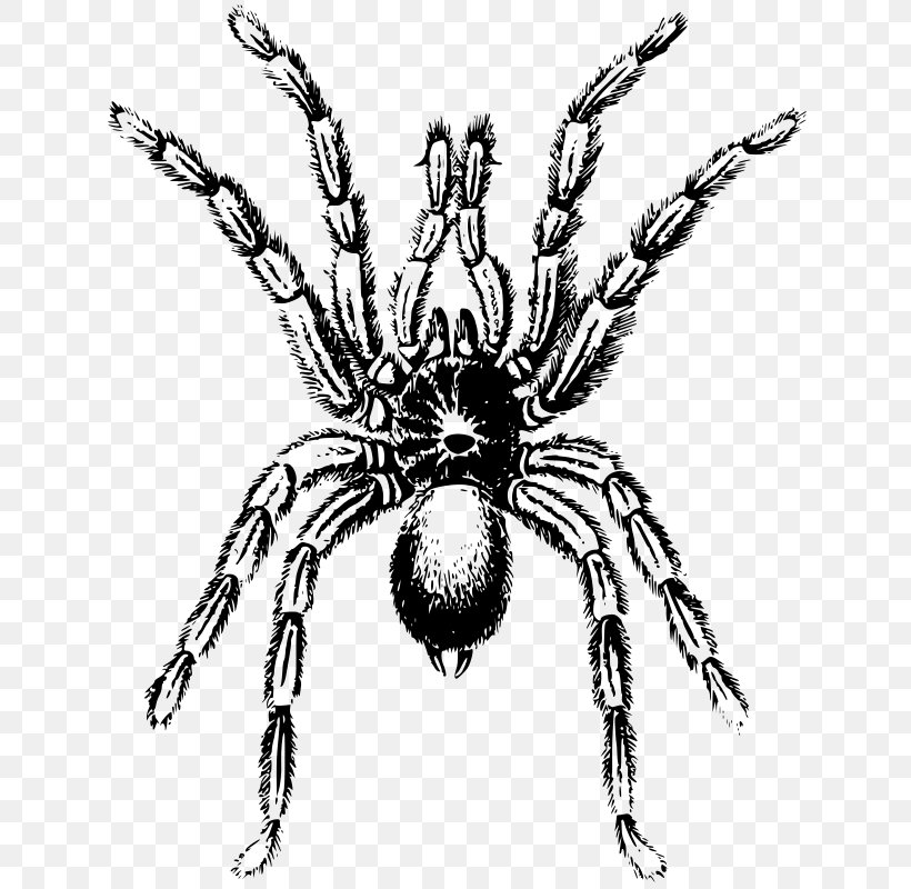 Spider Tarantula Arthropod Clip Art, PNG, 638x800px, Spider, Animation, Arachnid, Arthropod, Black And White Download Free