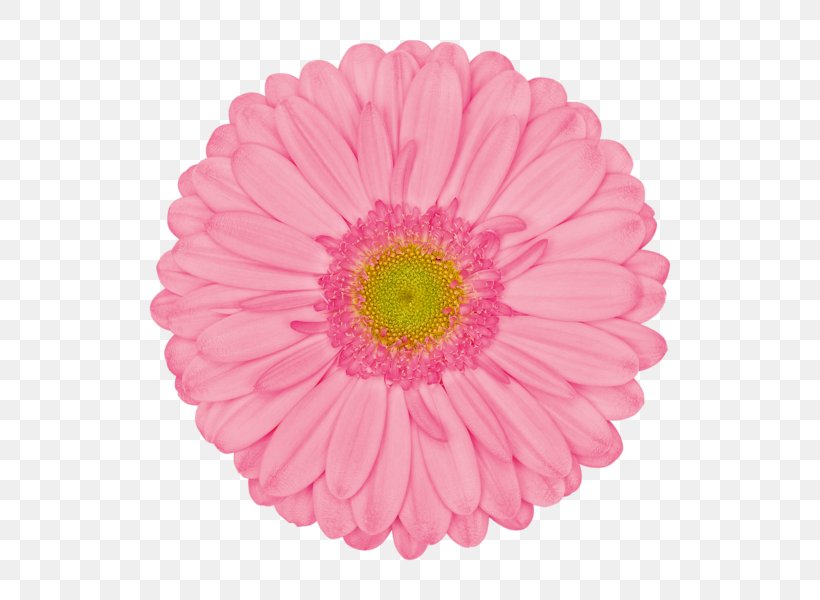 Transvaal Daisy Pink Common Daisy Flower Stock Photography, PNG, 600x600px, Transvaal Daisy, Annual Plant, Aster, Chrysanths, Color Download Free