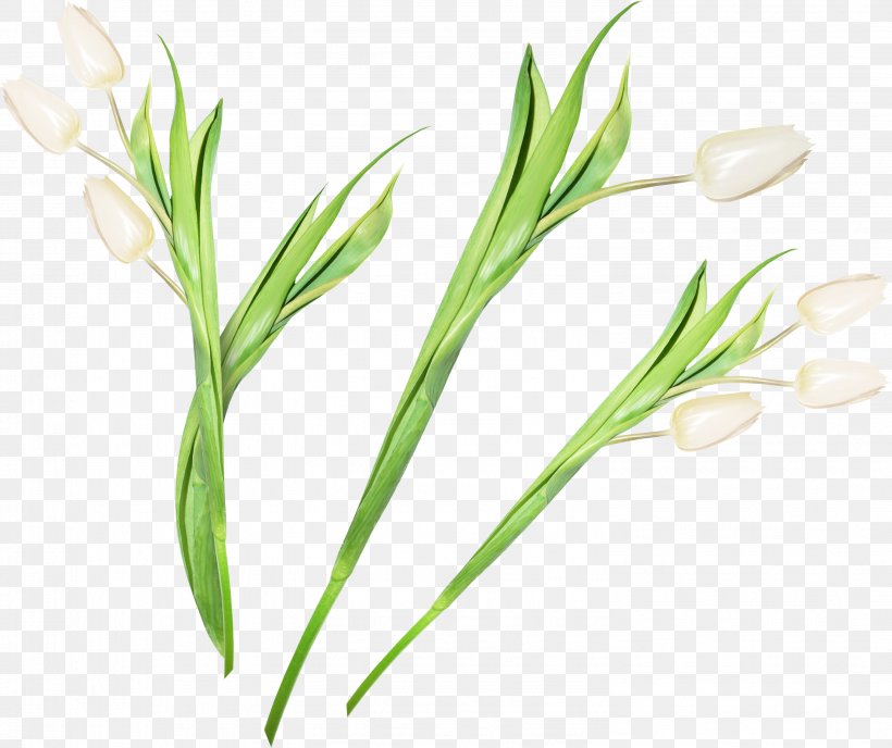 Tulip Cut Flowers Clip Art, PNG, 2987x2509px, Tulip, Commodity, Cut Flowers, Directory, Drawing Download Free