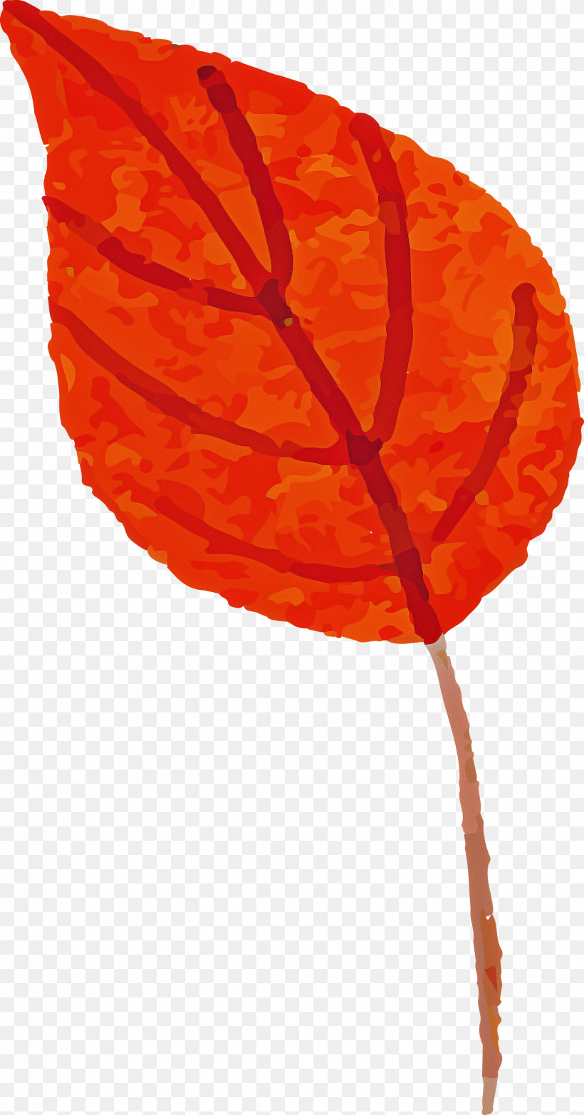 Autumn Leaf Colorful Leaf, PNG, 1571x3000px, Autumn Leaf, Autumn, Biology, Colorful Leaf, Drawing Download Free
