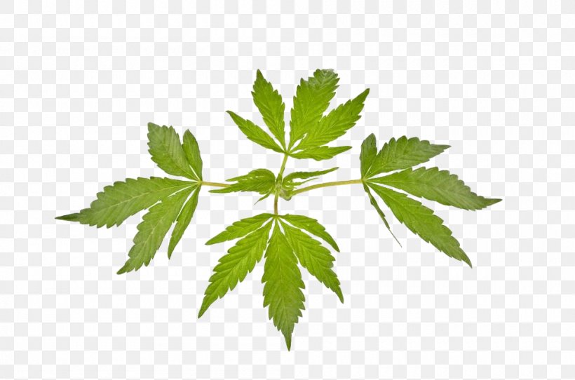 Cannabis Ruderalis Marijuana Leaf Cannabis Sativa, PNG, 1000x662px, Cannabis Ruderalis, Branch, Bud, Cannabis, Cannabis Sativa Download Free