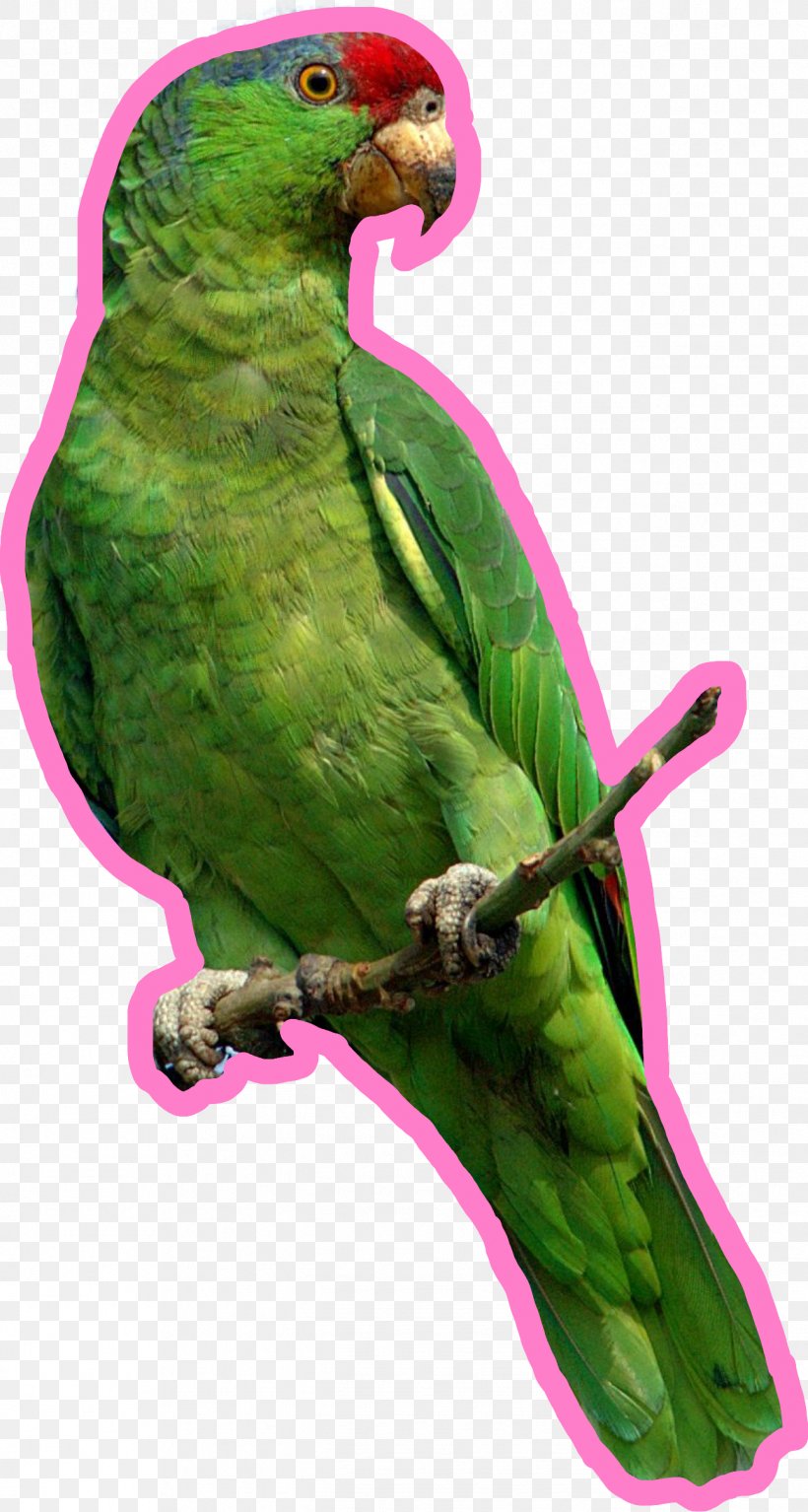 Parrots Of New Guinea Bird Budgerigar, PNG, 1293x2420px, Parrot, Amazon Parrot, Animal, Beak, Bird Download Free