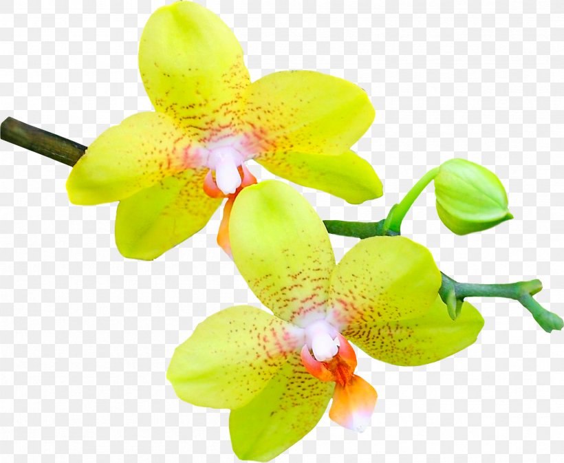 Image Orchids Psd, PNG, 2407x1977px, Orchids, Digital Image, Flower, Flowering Plant, Moth Orchid Download Free