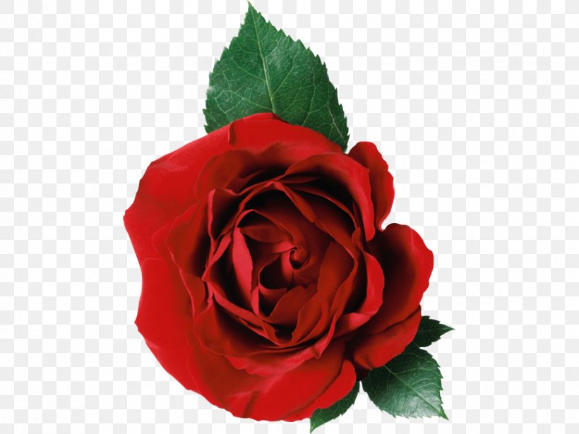 Rose Clip Art Image Transparency, PNG, 866x650px, Rose, Artificial Flower, Black Rose, Bouquet, Camellia Download Free