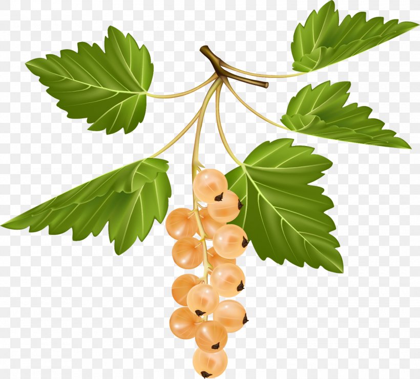 Redcurrant Blackcurrant White Currant Gooseberry Fruit, PNG, 1500x1355px, Redcurrant, Berry, Blackcurrant, Branch, Currant Download Free