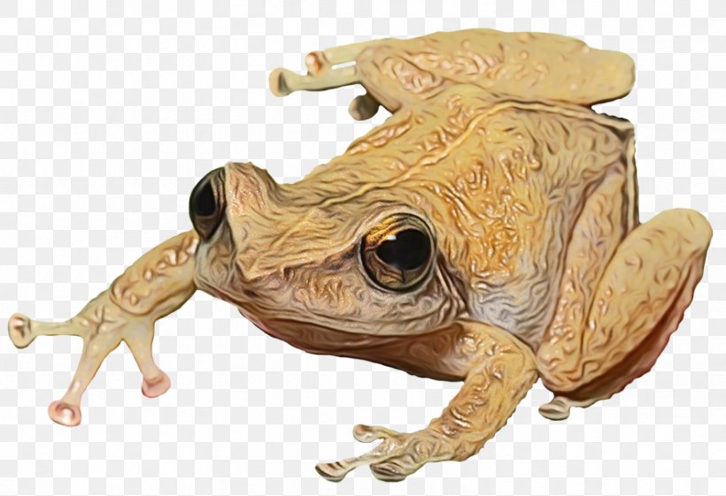 Toad True Frog Fauna Terrestrial Animal, PNG, 886x607px, Toad, American Toad, Amphibian, Anaxyrus, Animal Download Free