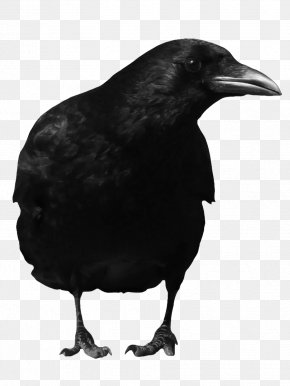 Crow - American Crow Common Raven PNG