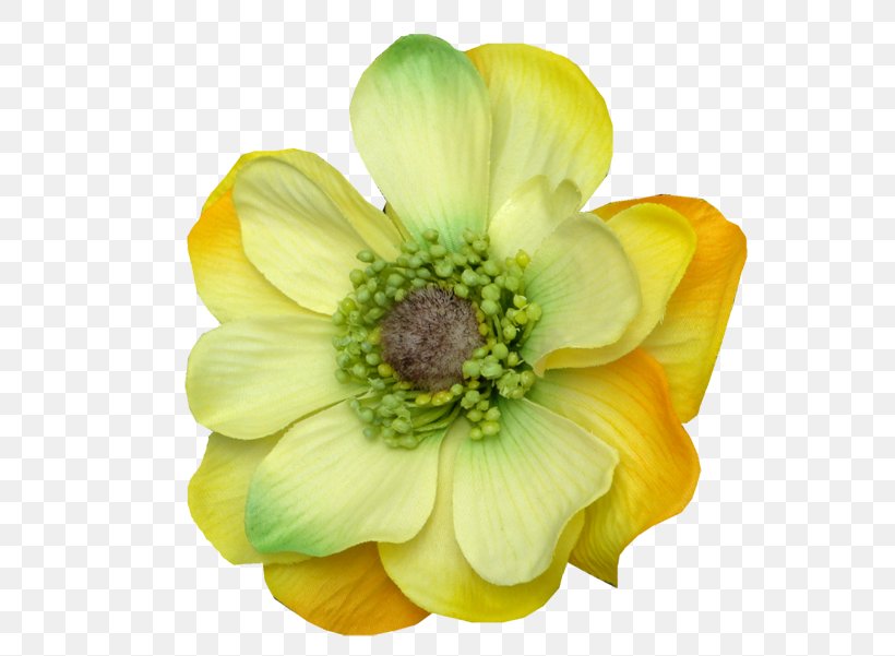 Anemone Cut Flowers Petal, PNG, 600x601px, Anemone, Cut Flowers, Flower, Flowering Plant, Petal Download Free