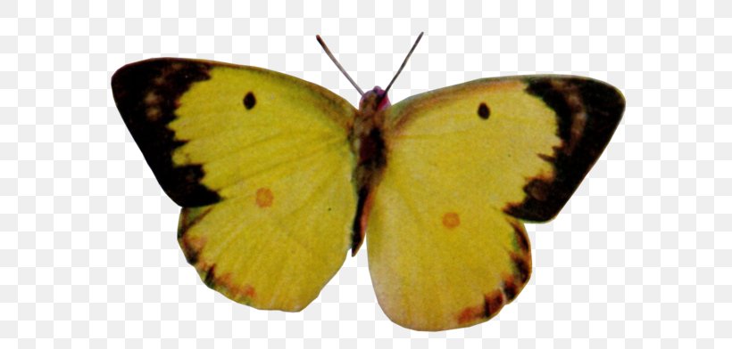Colias Nymphalidae Lycaenidae Moth Pieridae, PNG, 640x392px, Colias, Arthropod, Brush Footed Butterfly, Butterfly, Insect Download Free
