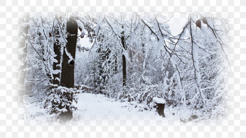 Desktop Wallpaper Laptop Forest Display Resolution Winter, PNG, 980x551px,  4k Resolution, Laptop, Black And White, Blizzard,